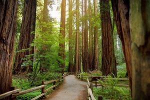 Redwood trees in Muir Forest near San Francisco